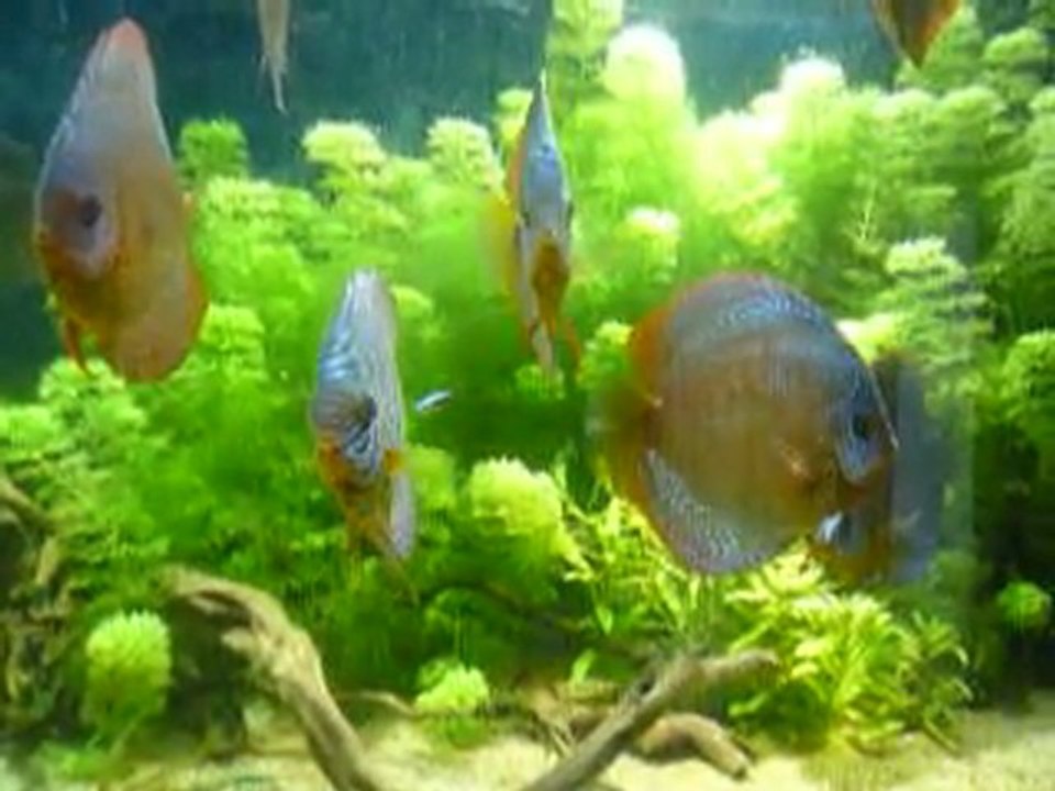 Discus