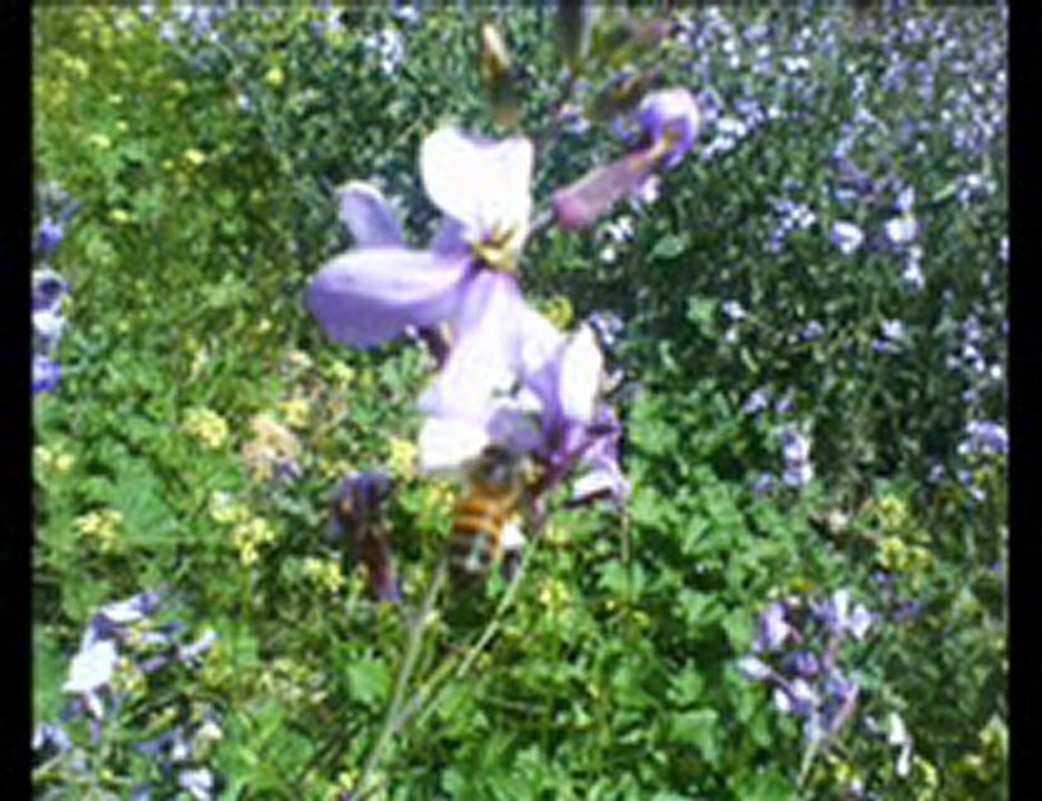 timoulay waw maloukt