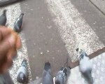 street bench -petit gouter avec les pigeons