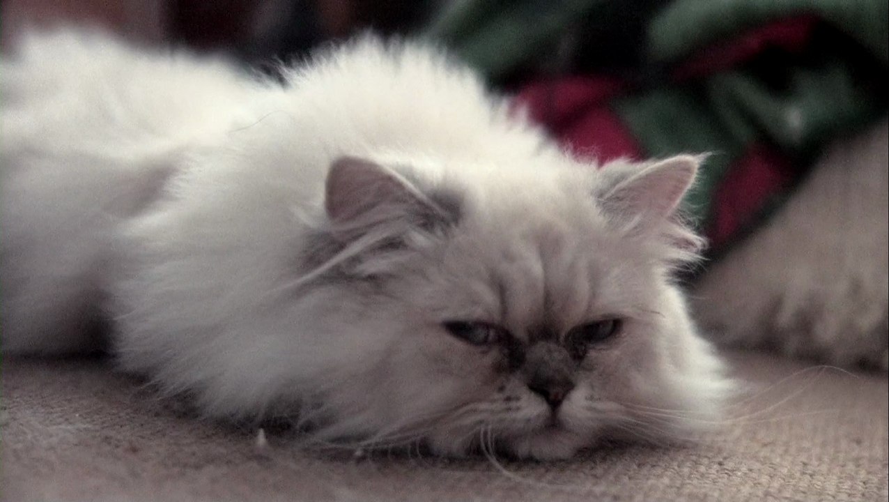 Cat Nap