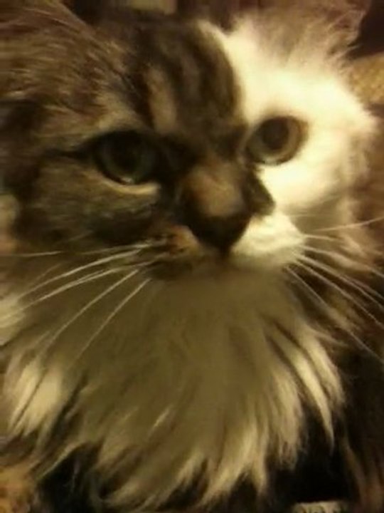 Simba Le Roi Lion