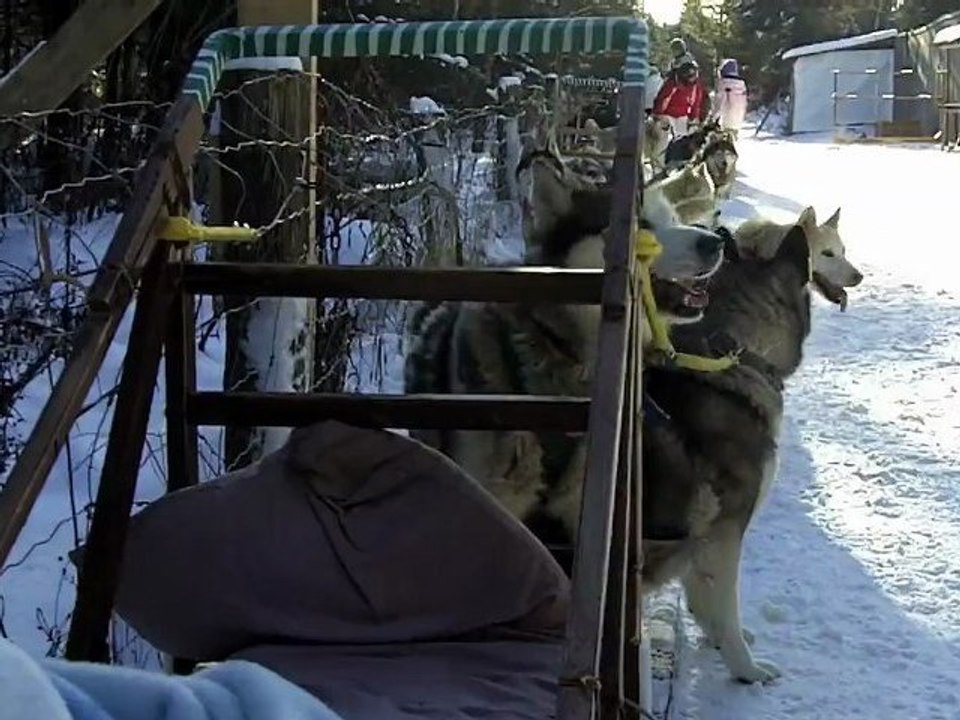 Faire du Traineau à Chiens au Canada