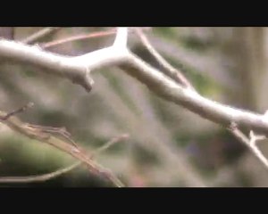 horoscope semaine du 22 Mars par judith fricot