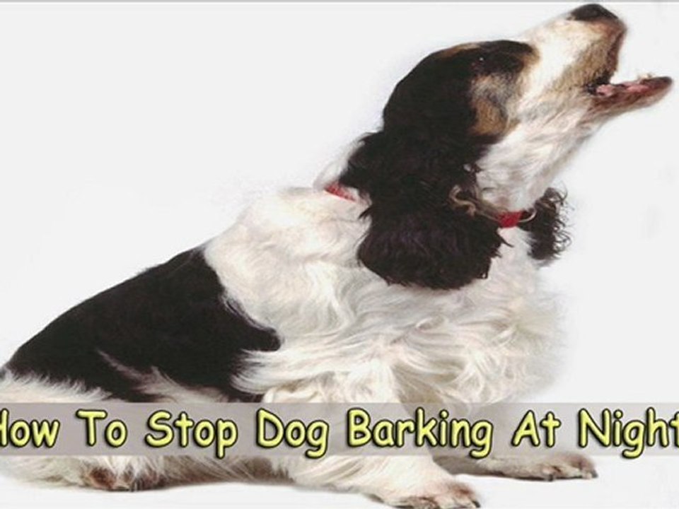 Learn How to Stop Dog Barking at Night