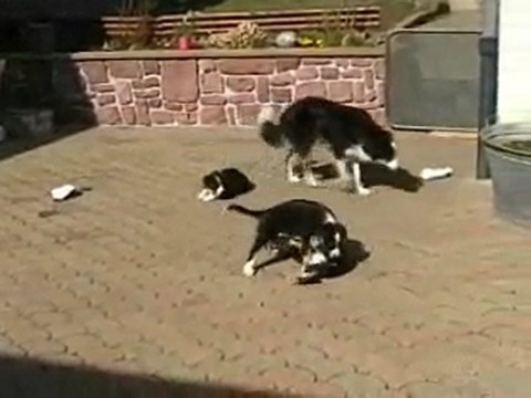 chiots border collie ils ont 7 semaine