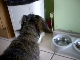 canelle la teckel en train de manger en jouant avec sa balle