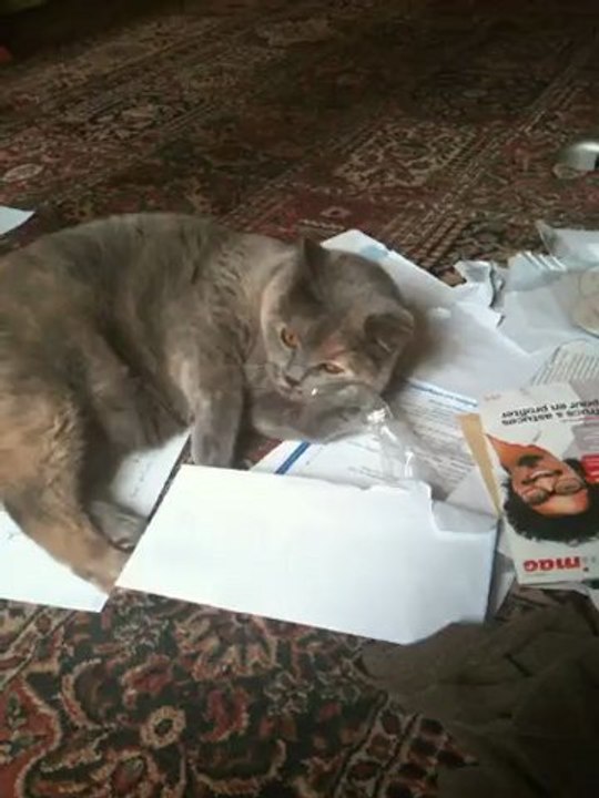 BUbble et les papiers 1