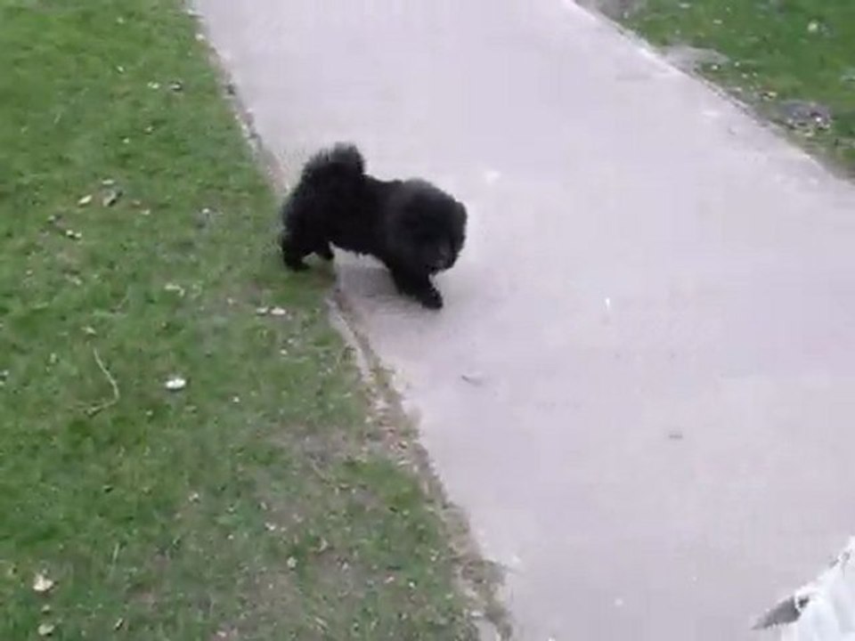 Black et la promenade