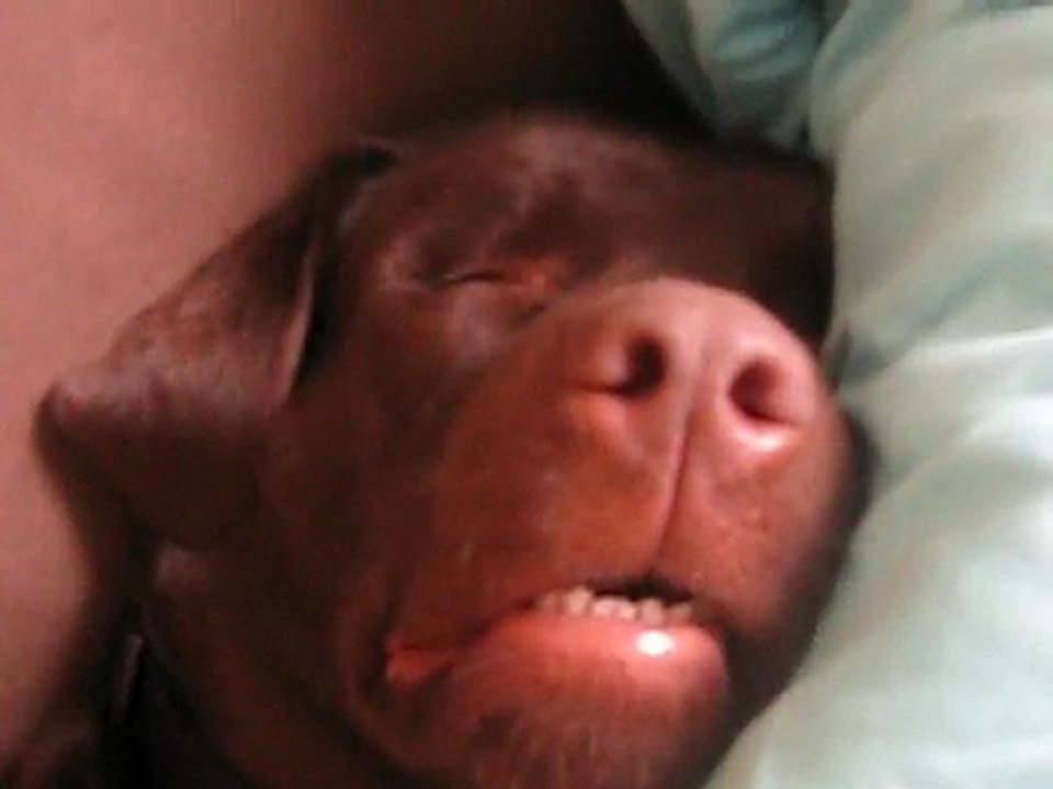 DUB qui rève et ronfle