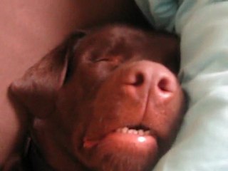 DUB qui rève et ronfle