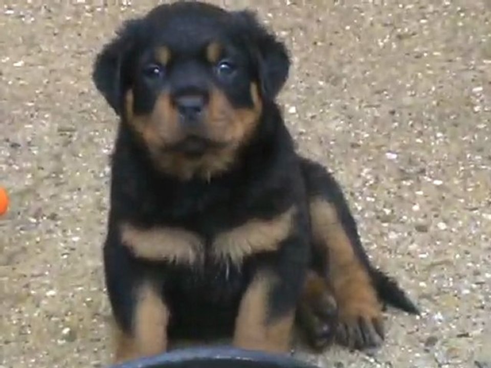 chiots  ulla  licorne noire et burning des princes d aragone