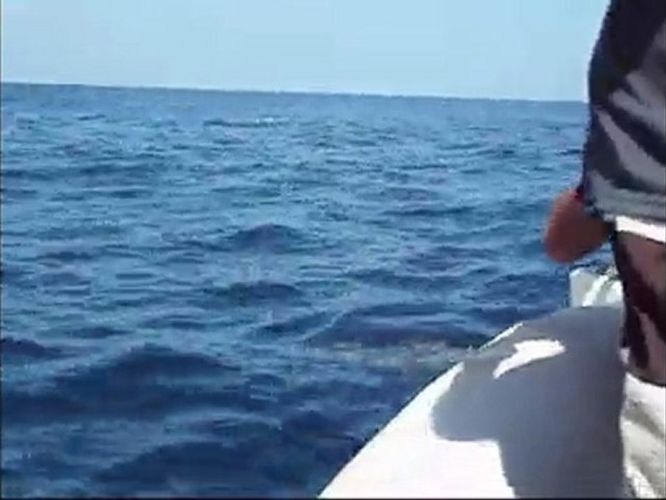 Dauphin Martinique