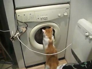 Archibald et la machine à laver