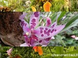 Jardin orchidées Funchal