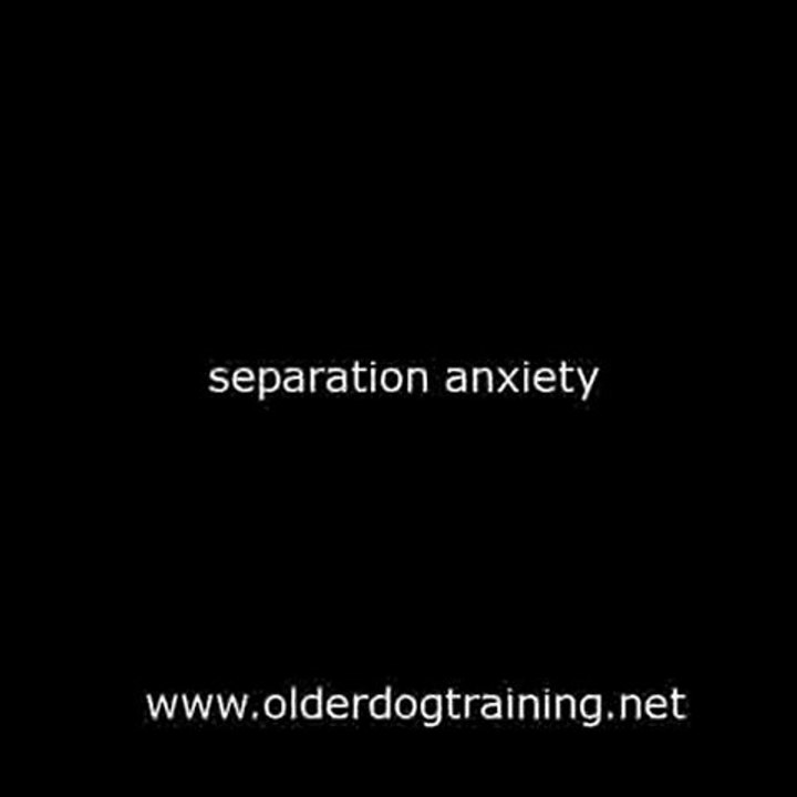 Older Dog training