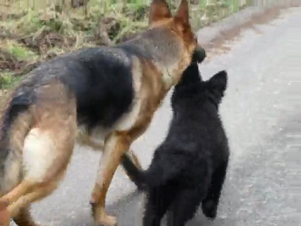 dimanche 21 mars 10 en foret avec les 3 fifilles