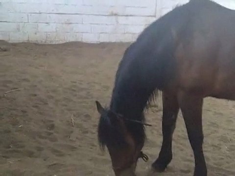 petit travail à pieds,puis délassement, jour de fare niente