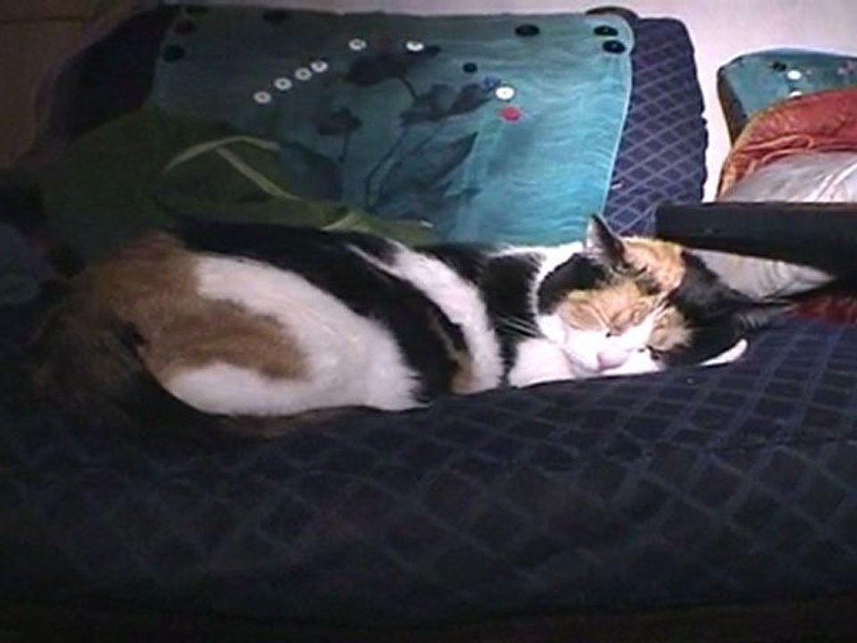 Notre chat ronfle... On a honte....