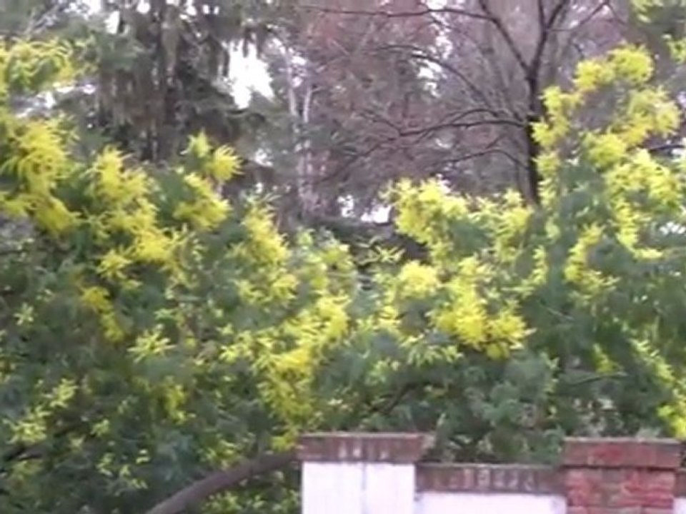 Recibiendo a la Primavera