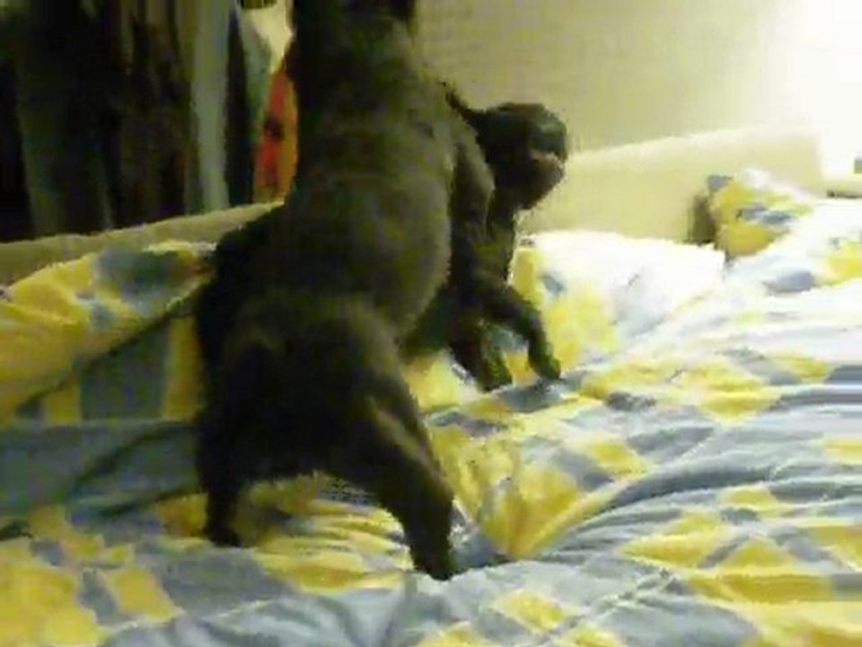 loulou vs calhoune