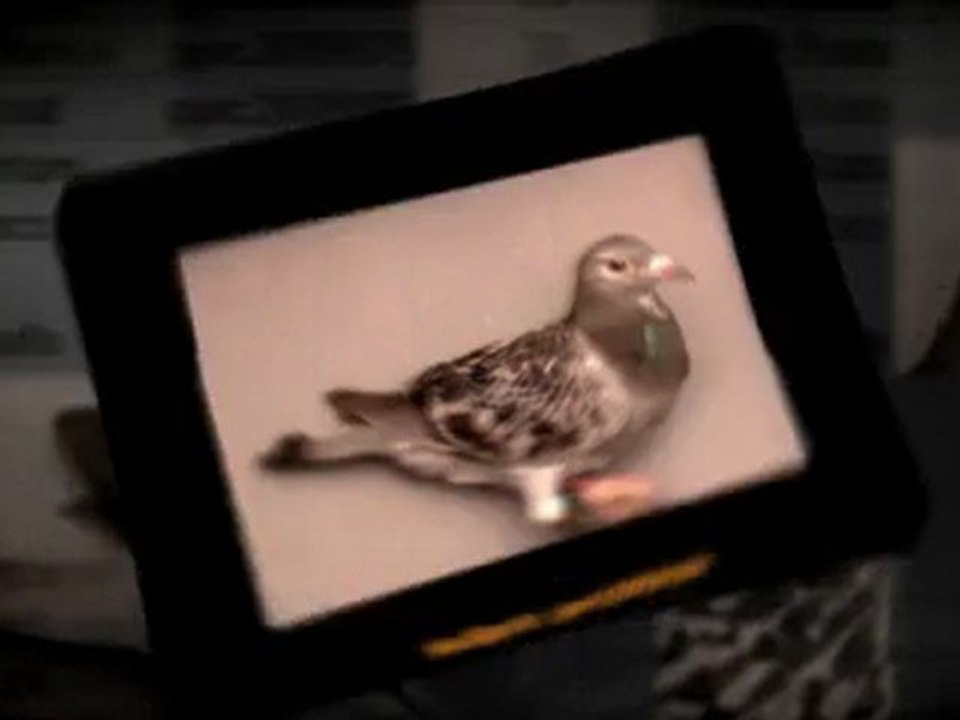 Pigeon Pals Racing Club Daily Results 243