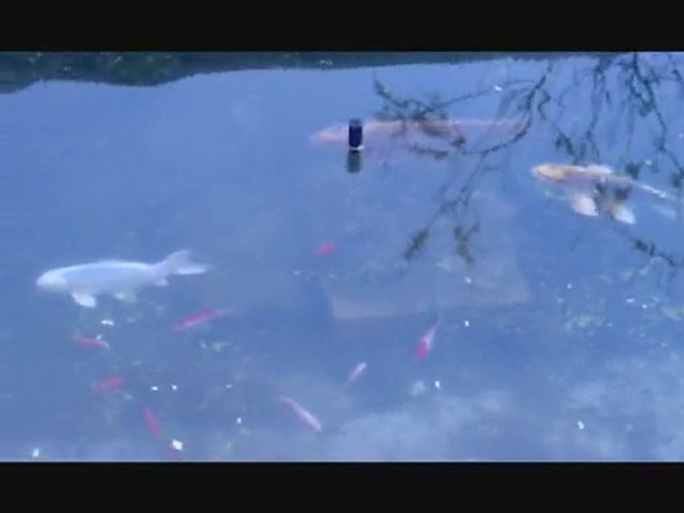 jolie petite carpes koi