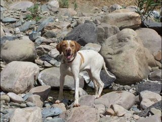 Tarsuslu Abdülkerim - Bekledim Kaç Gece Gurbette