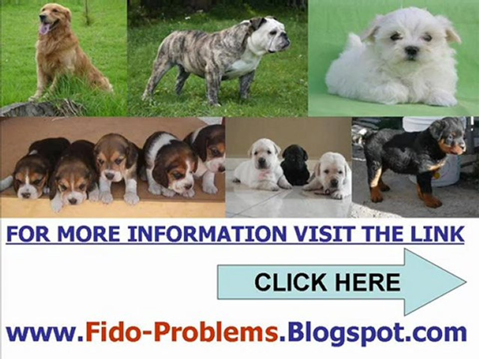 Fido Problems