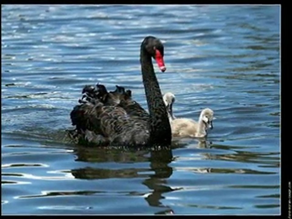OISEAUX....