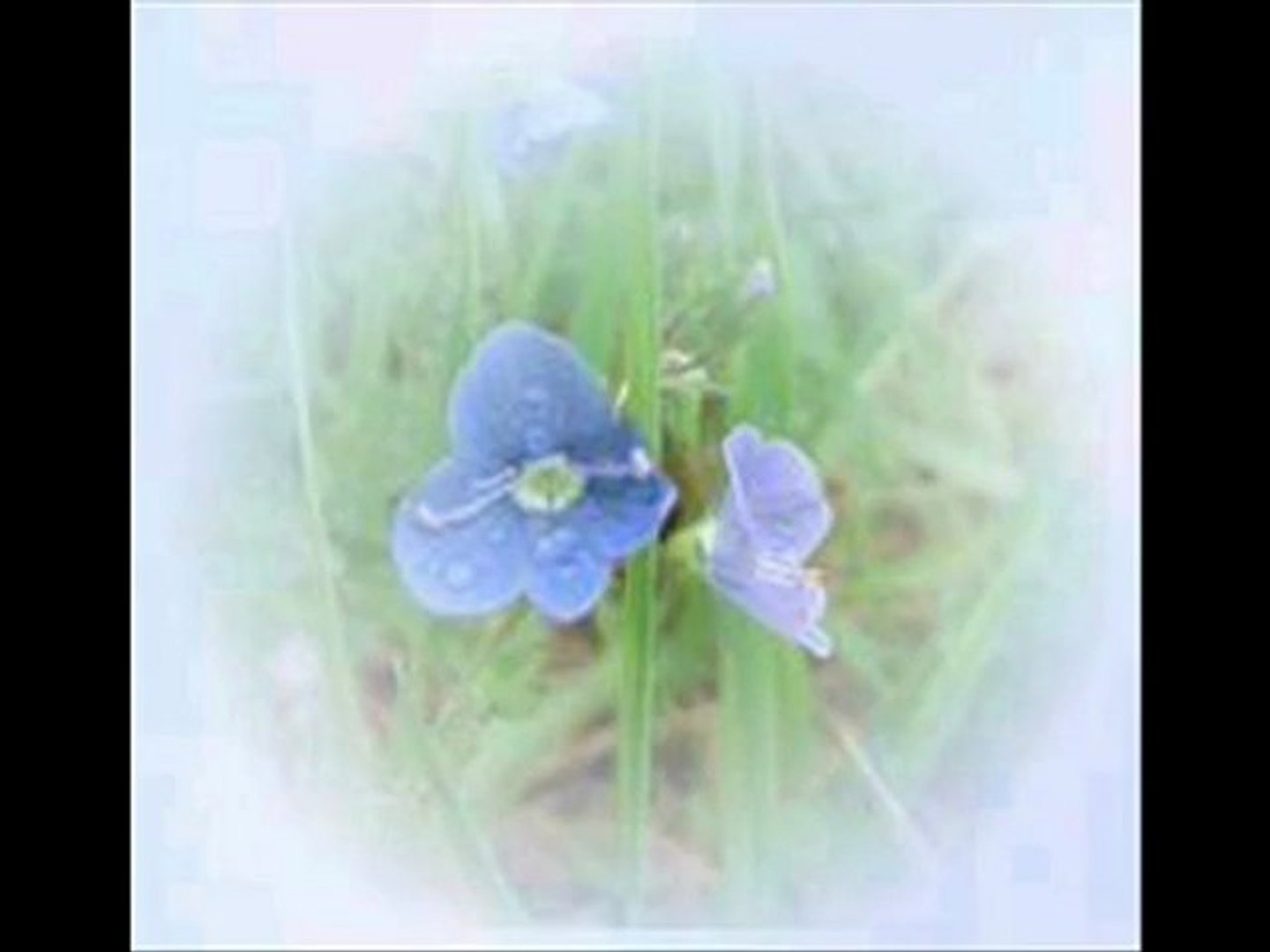 Marveen Bon Anniversaire Video Dailymotion