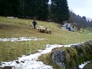 Dixie lors du stage troupeau avec E. Serclerat