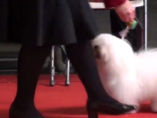 Montluçon 2010 puppy femelles 3