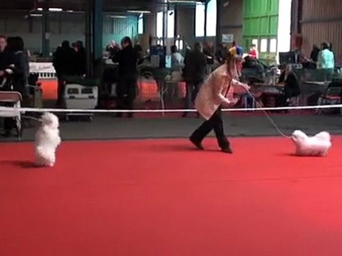 Montluçon 2010 puppy femelles 4