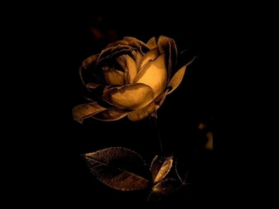 Muhammed Acar - Şiraze