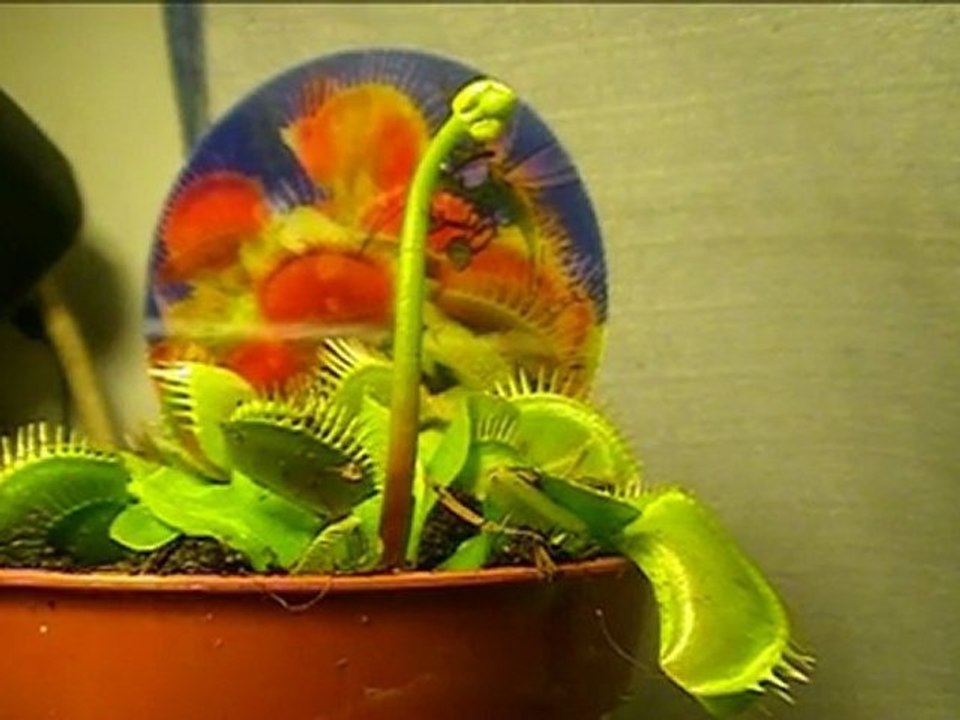 plante carnivor dionee