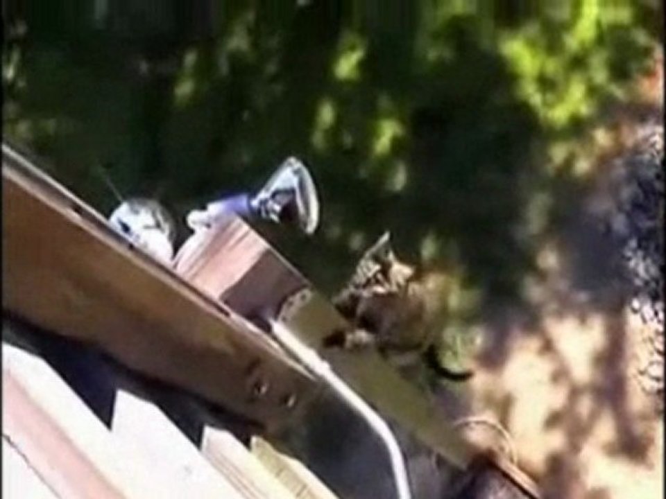 Actu24 - Après Spider-cochon, voici spider-cat