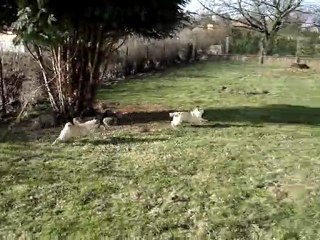 Elvis et Zorka
