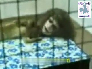 وجه انسان وجسم اسد