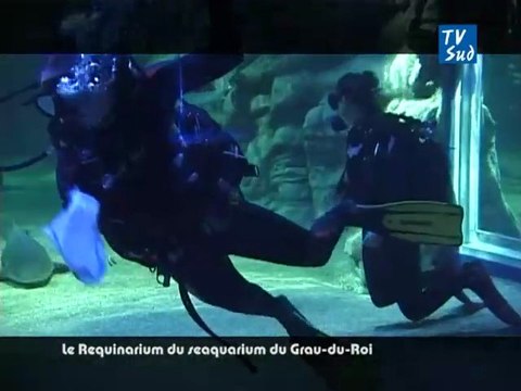 Le Requinarium du seaquarium du Grau-du-Roi