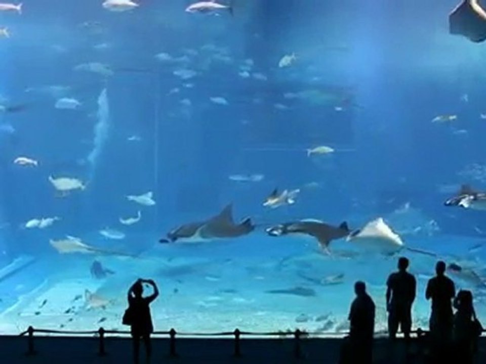 Kuroshio Sea das Schönste Aquarium der Welt !