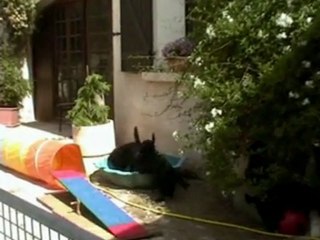 une journée bien remplie mpeg