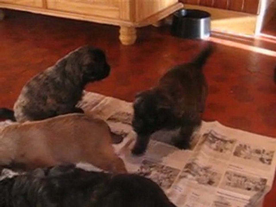 elevage des malicieux germeco berger des pyrenées