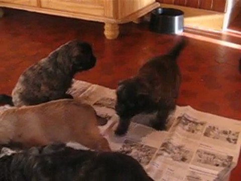 elevage des malicieux germeco berger des pyrenées