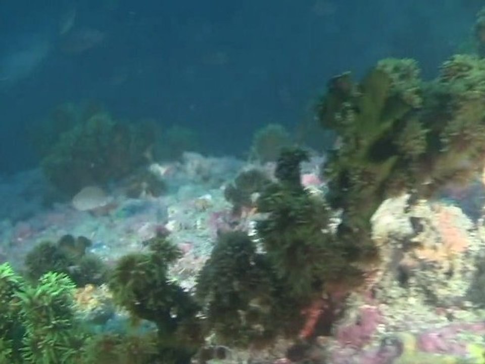 KOH SAMUI plongée EASY DIVERS