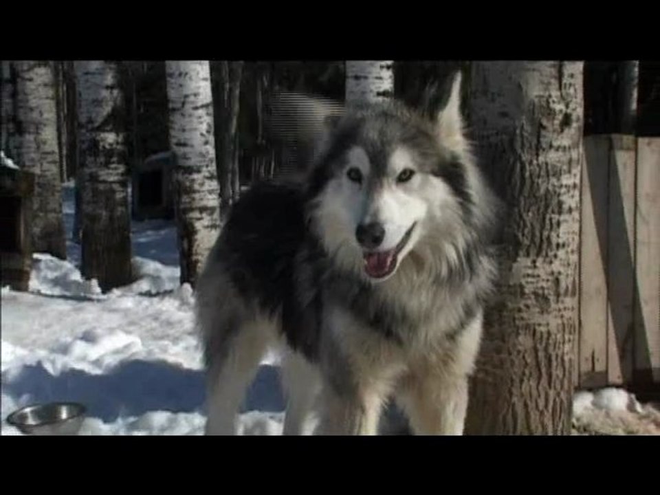 depart chiens de traîneau avec Aventuraid
