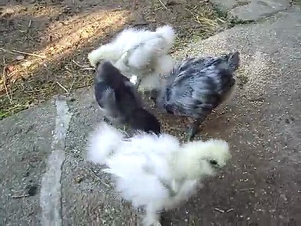 première sortie des poupous 3eme partie