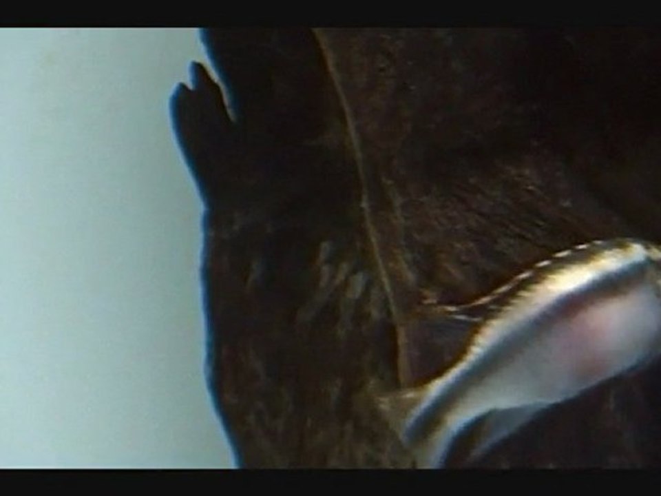 Reproduction: Kribensis Pelvicachromis pulcher 22-03-2010