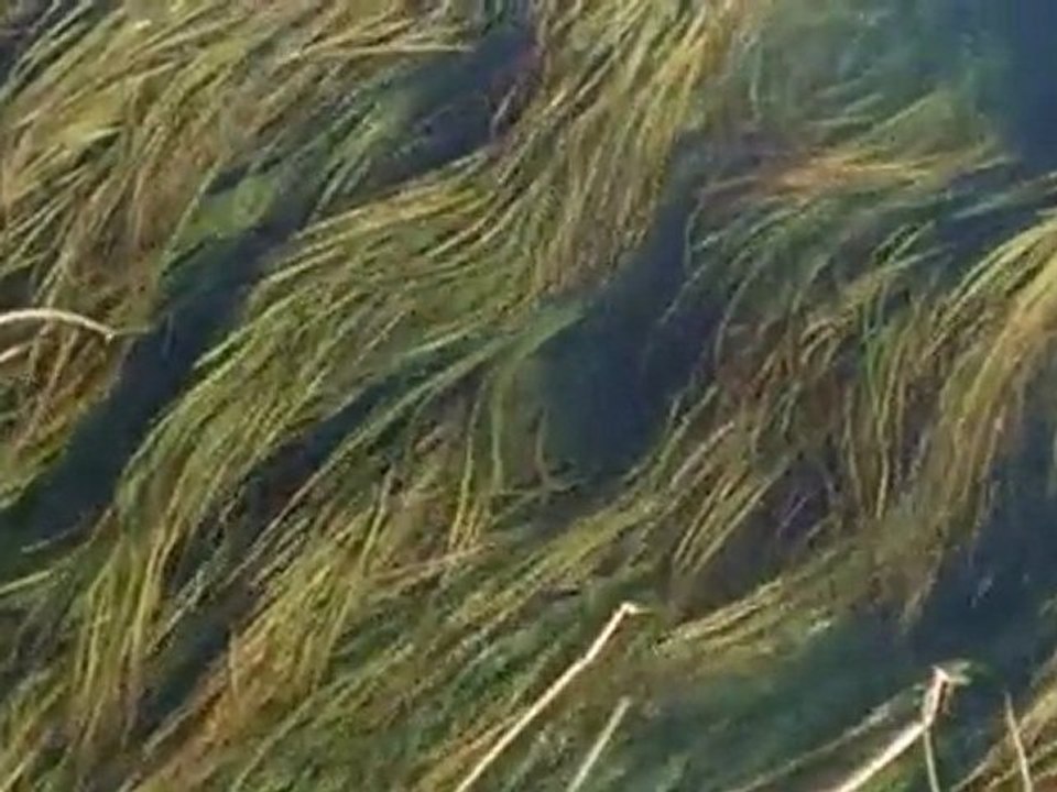 Le déjeuner sur l'herbe