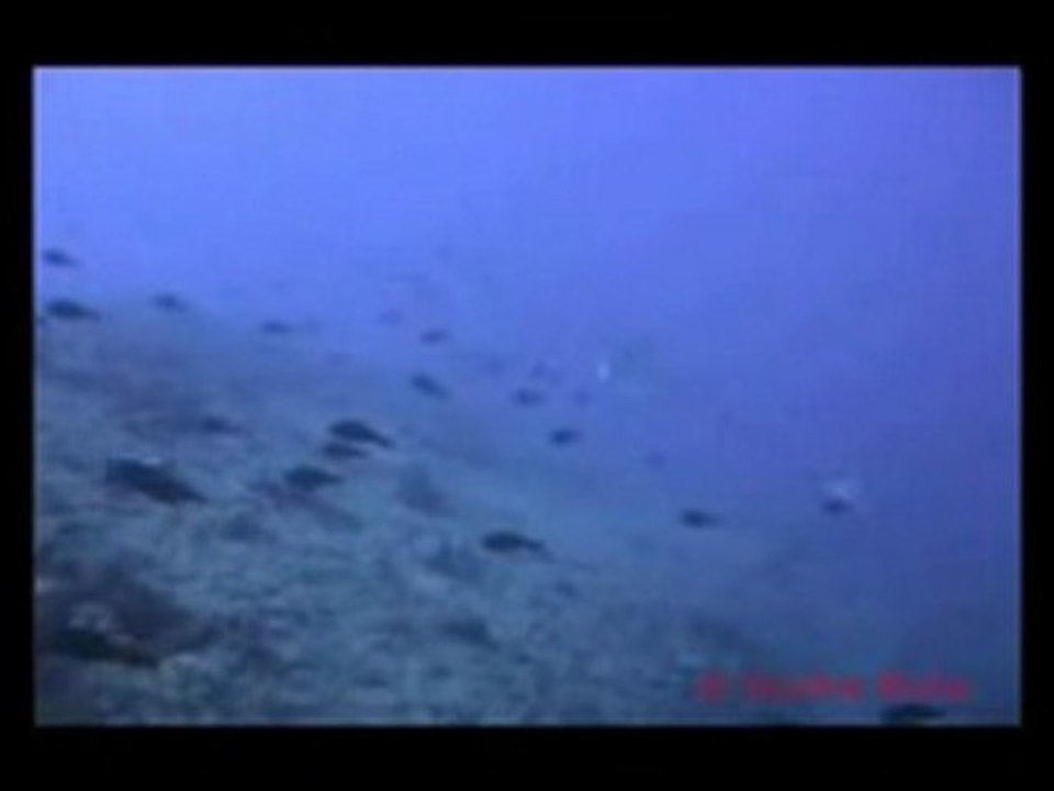 Diveme Fiji - 5 Eagle Rays