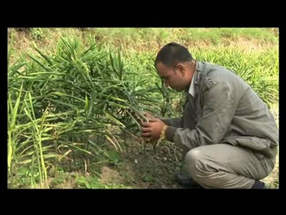 Returning to the roots for a fresh harvest